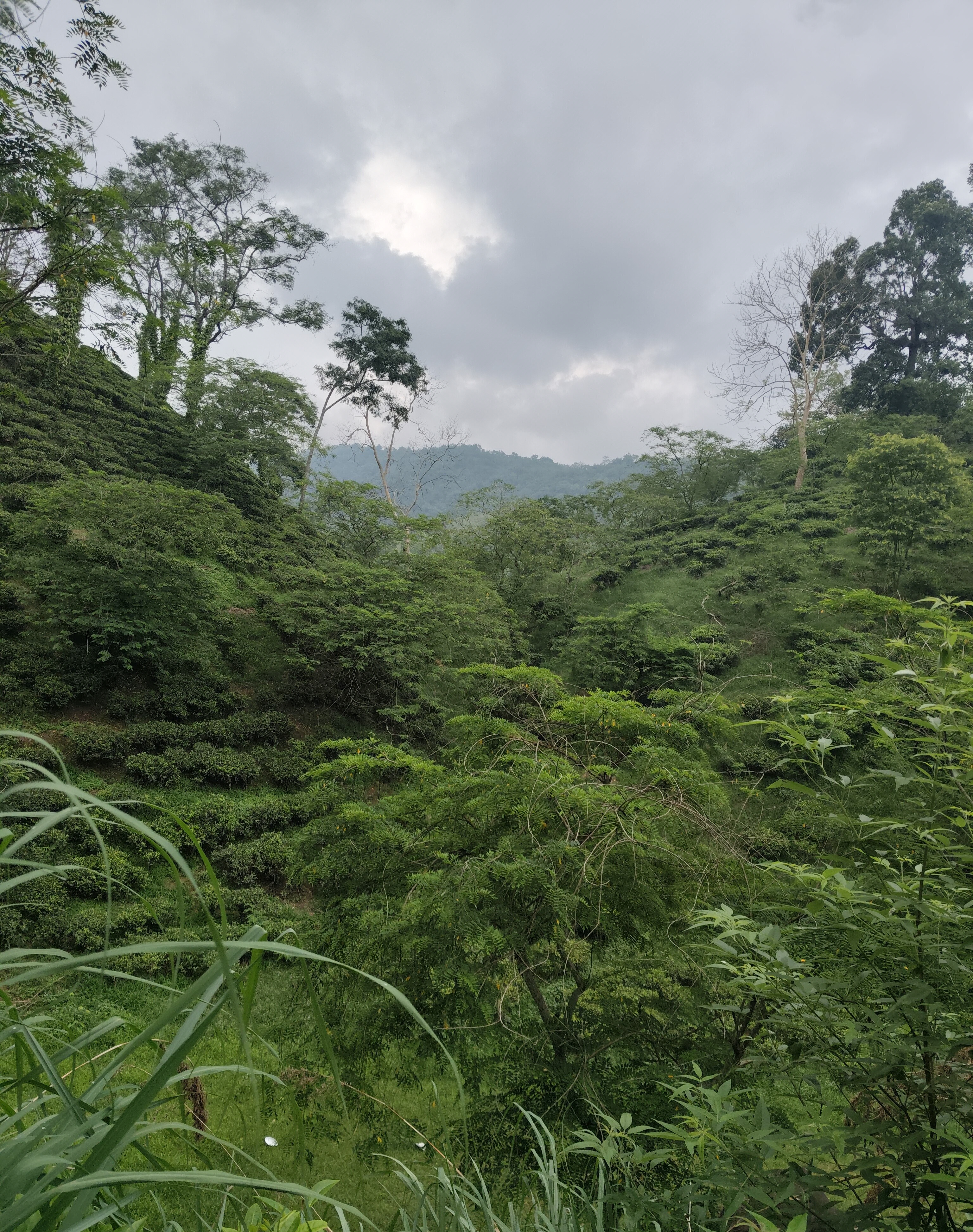 Not Just a Tea Estate: Reasons Amchong Is Assam Hidden Gem for Nature Lovers