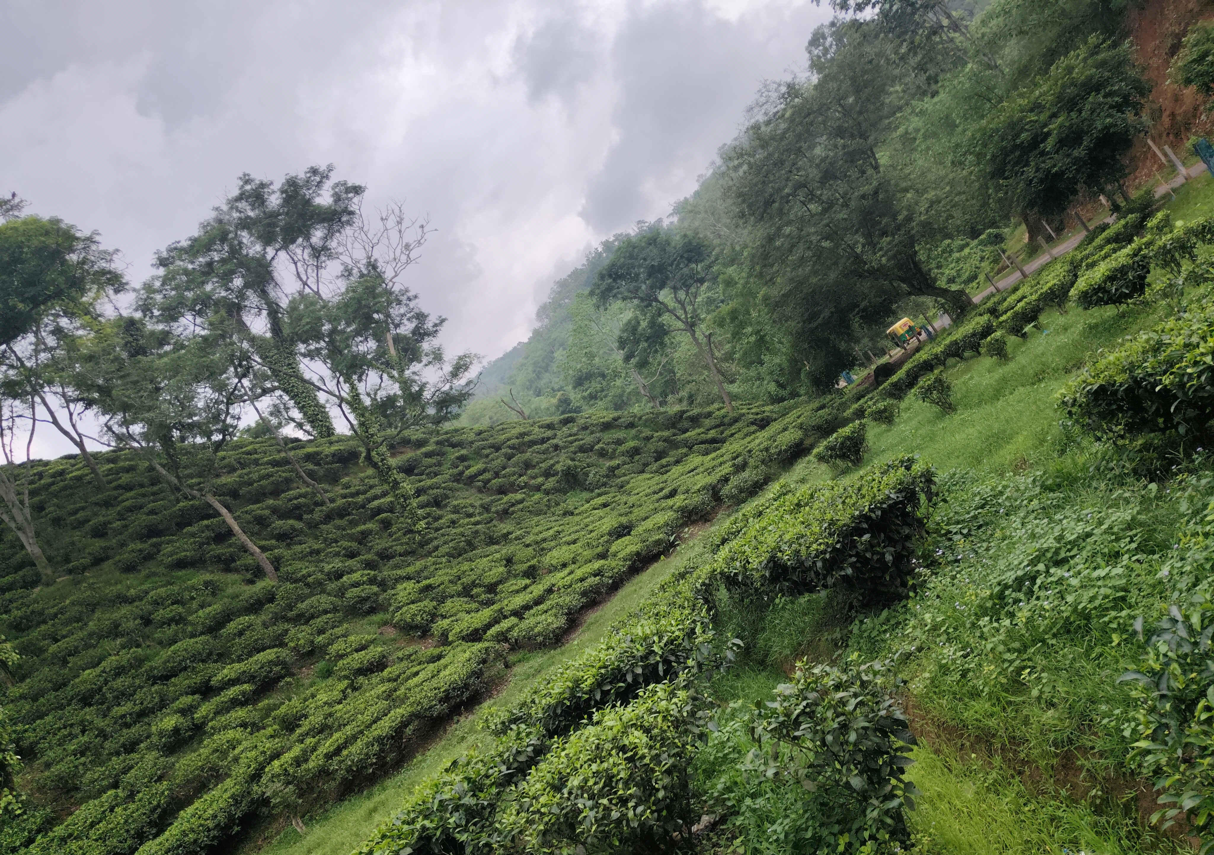 A Walk Through the Rain-Drenched Amchong Tea Estate