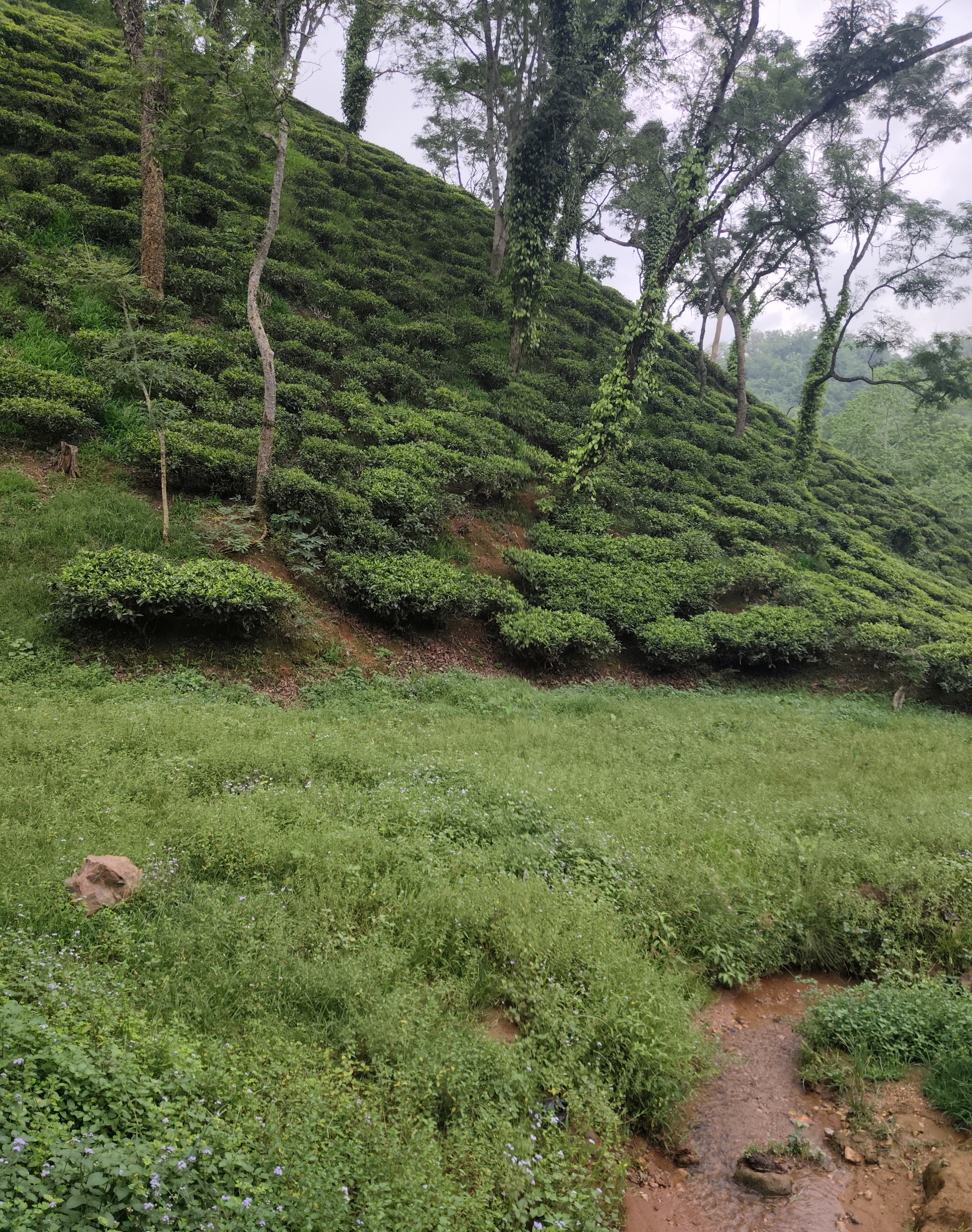 Tea, Forests and Folklore: Discover the Soul of Assam at Amchong