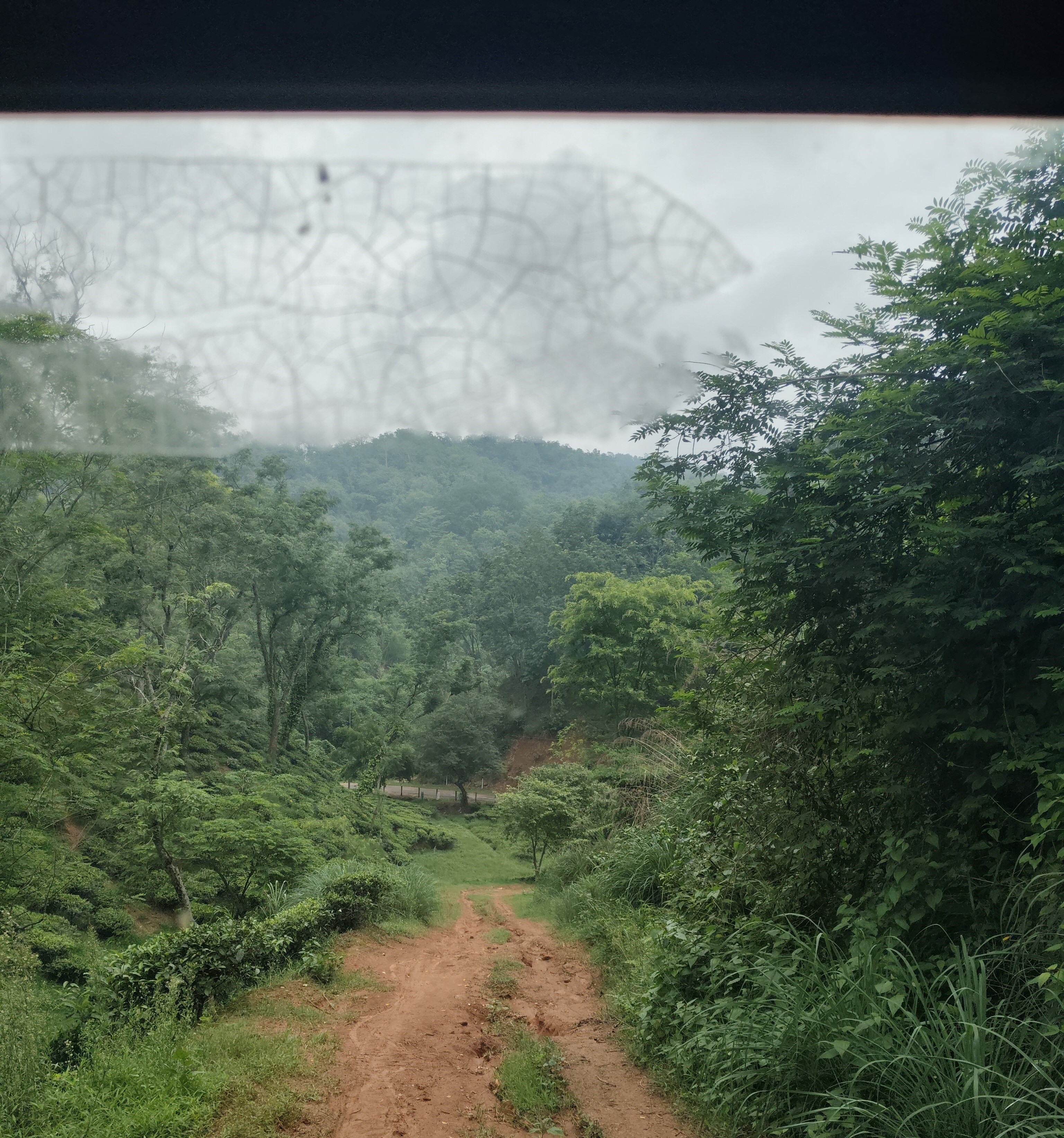 Exploring the Rich Heritage of Indian Tea Estates: Amchong Park and Resorts 