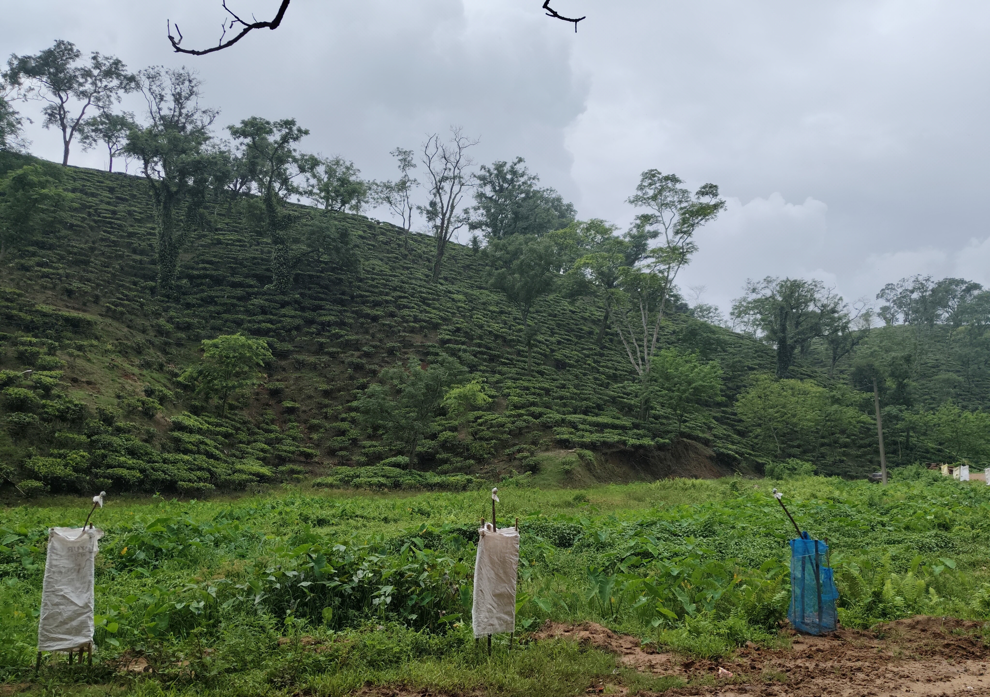 Places to Visit in Assam this Festive Season 