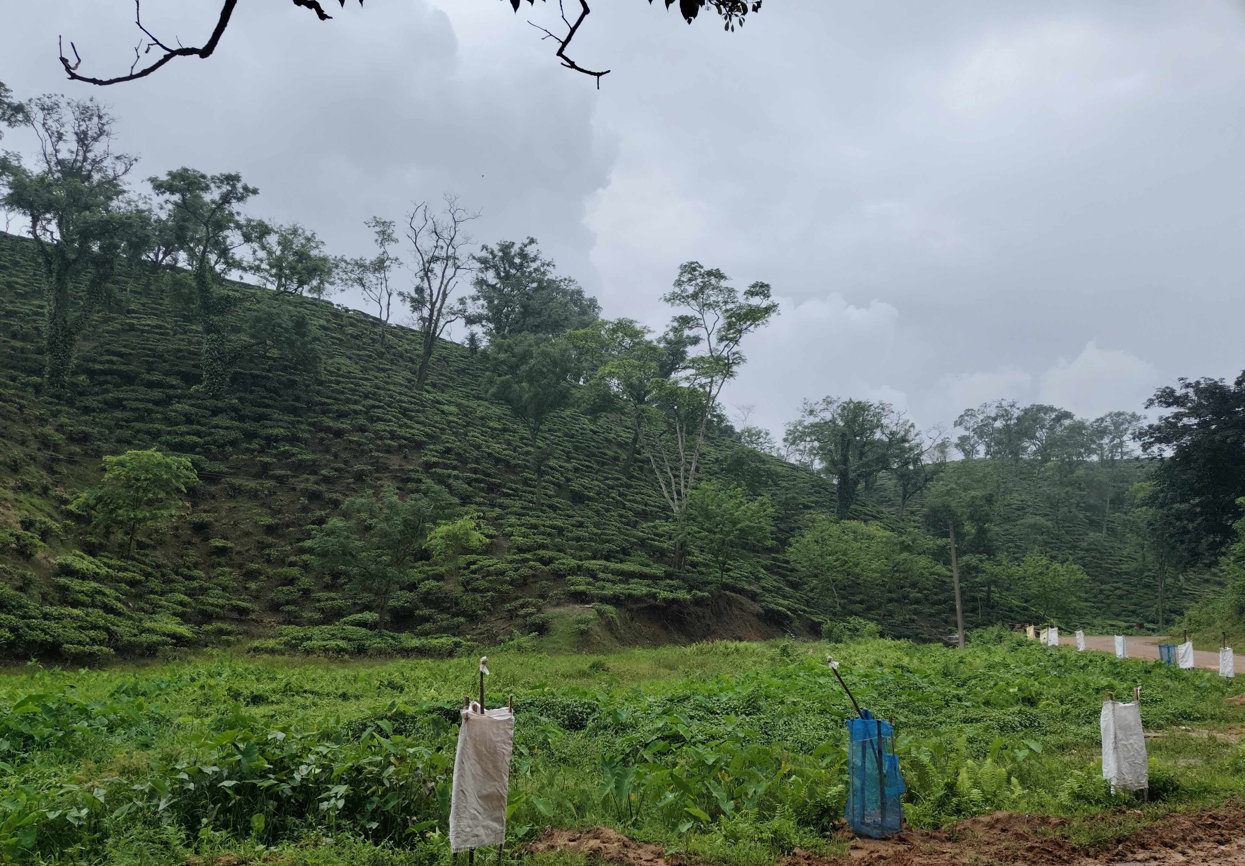 Discover India Most Scenic Tea Estate: Amchong Park and Resorts