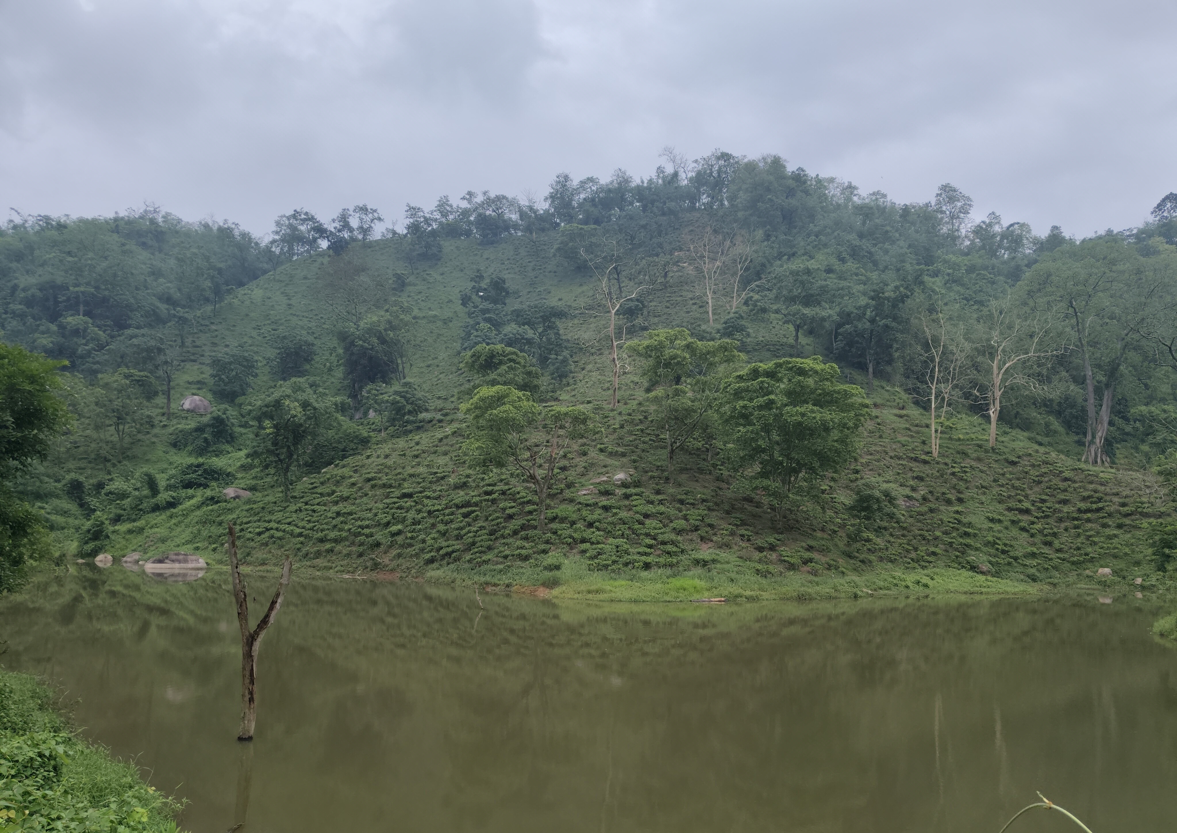 Soundscapes of Nature: Why Silence of Tea Estate is the New Luxury in Travel