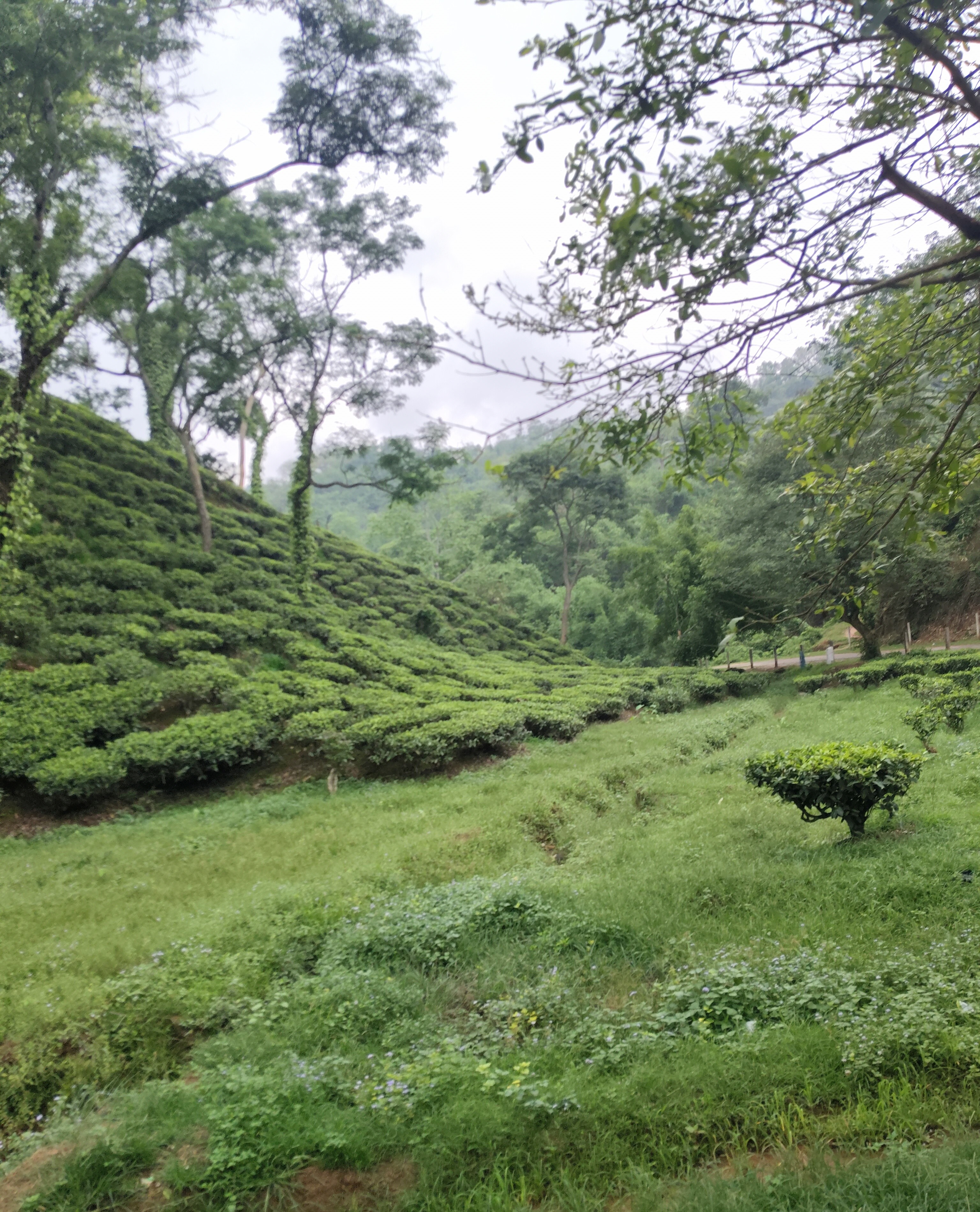 Seasons of a Tea Garden: How Nature Shapes Every Sip