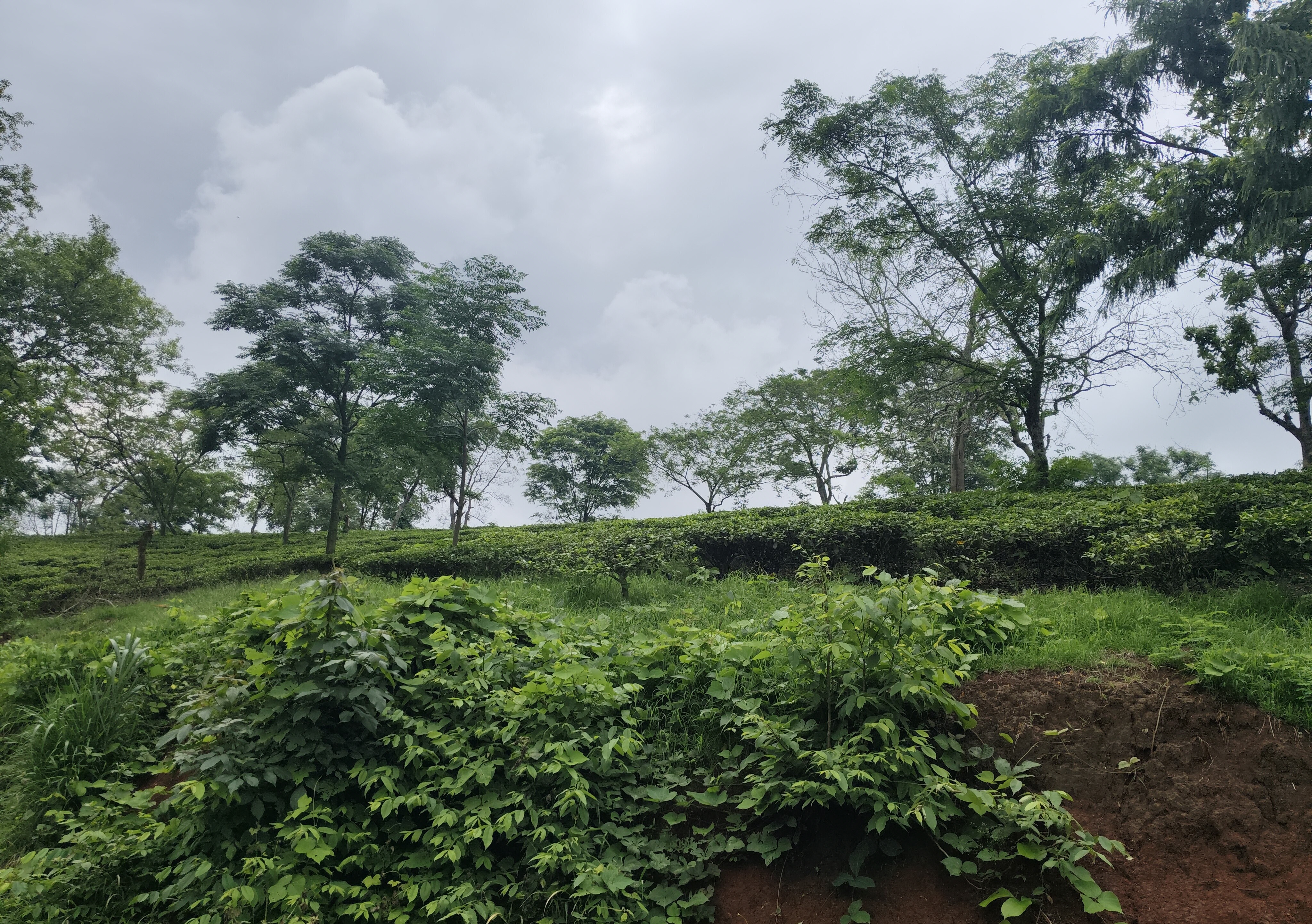 Morning vs Evening in a Tea Garden Resort: What Changes?
