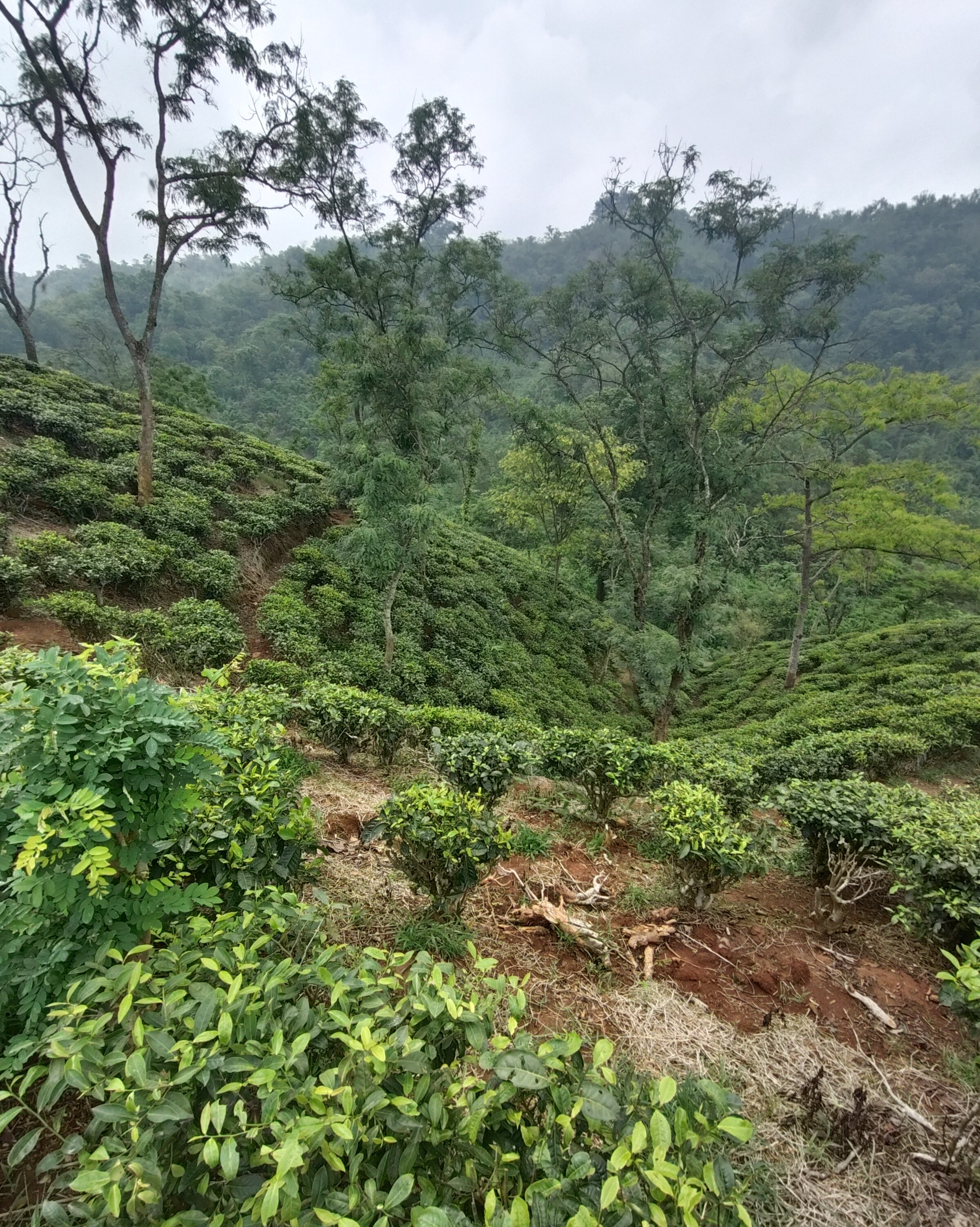 The Difference Between Drinking Tea and Experiencing Tea