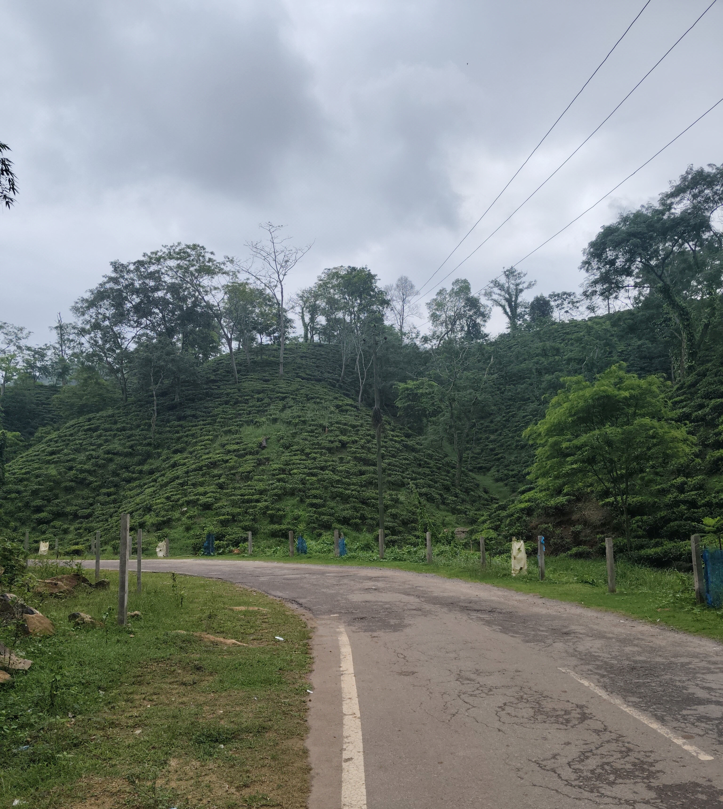 A Tea Garden Is an Ecosystem Before It Is an Estate