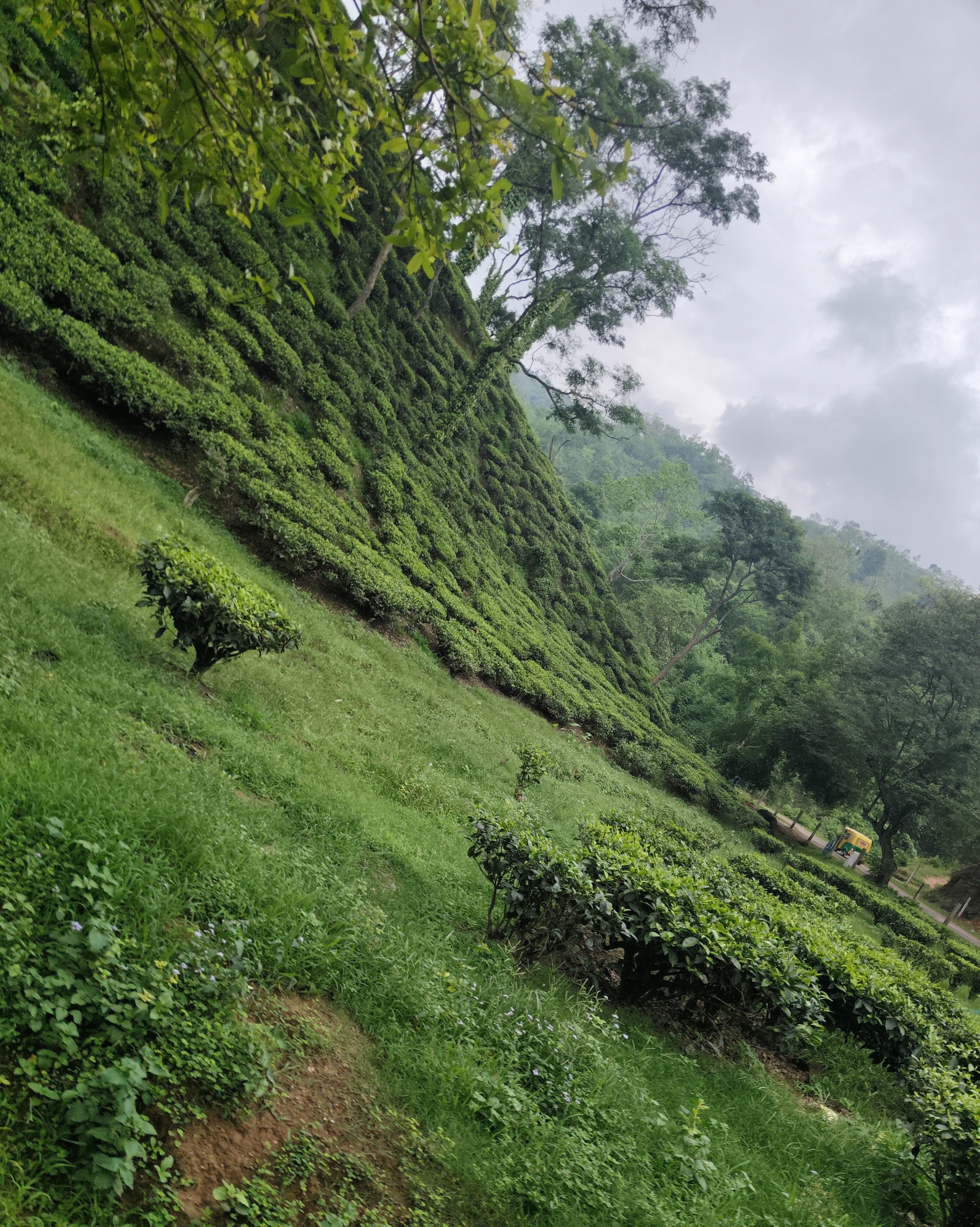 Why Tea Gardens Notice Climate Change Earlier Than Most Industries