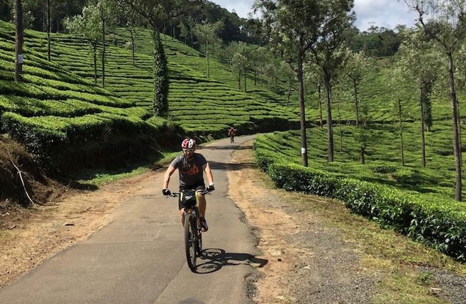 Black Pepper Cultivation