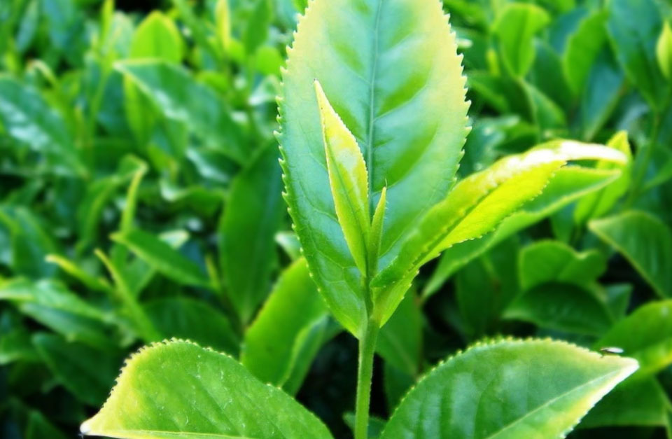 Delve into the roots of the Tea Nursery's magic