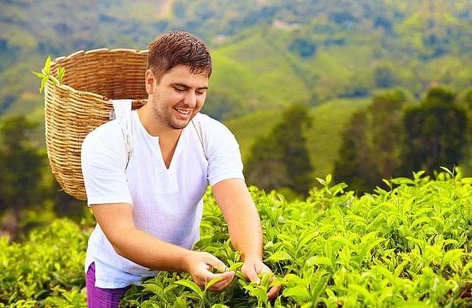 Experience Tea Plucking